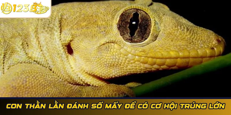 Con thằn lằn đánh số mấy để có cơ hội trúng lớn