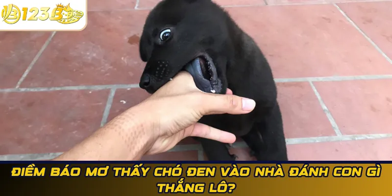 Điềm báo mơ thấy chó đen vào nhà đánh con gì thắng lô?