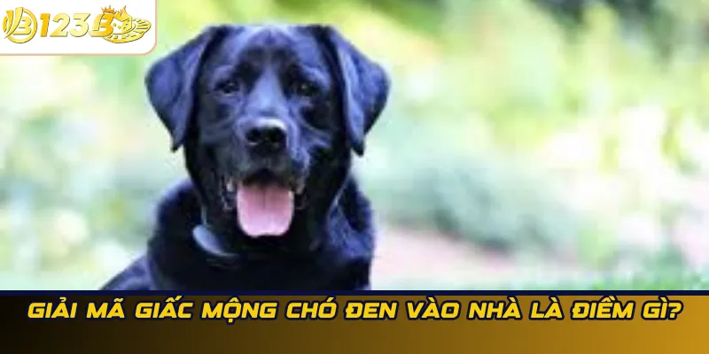 Giải mã giấc mộng chó đen vào nhà là điềm gì?